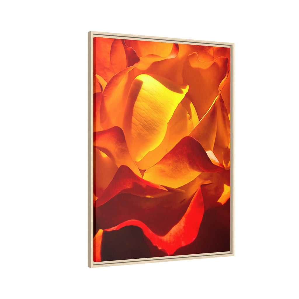 Tequila Sunrise Rose Framed Canvas