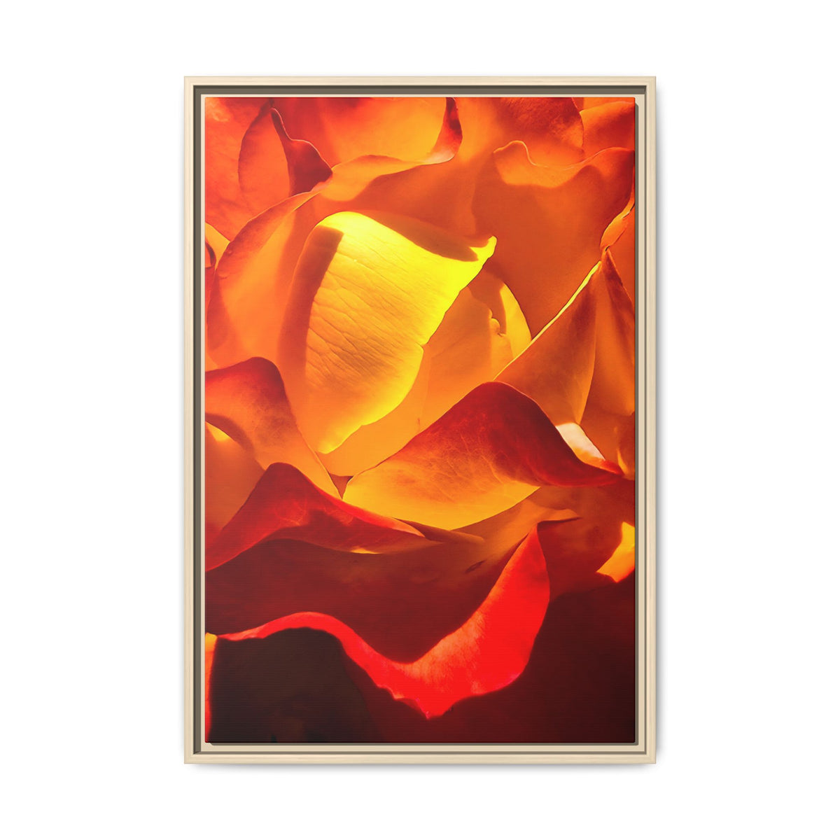 Tequila Sunrise Rose Framed Canvas