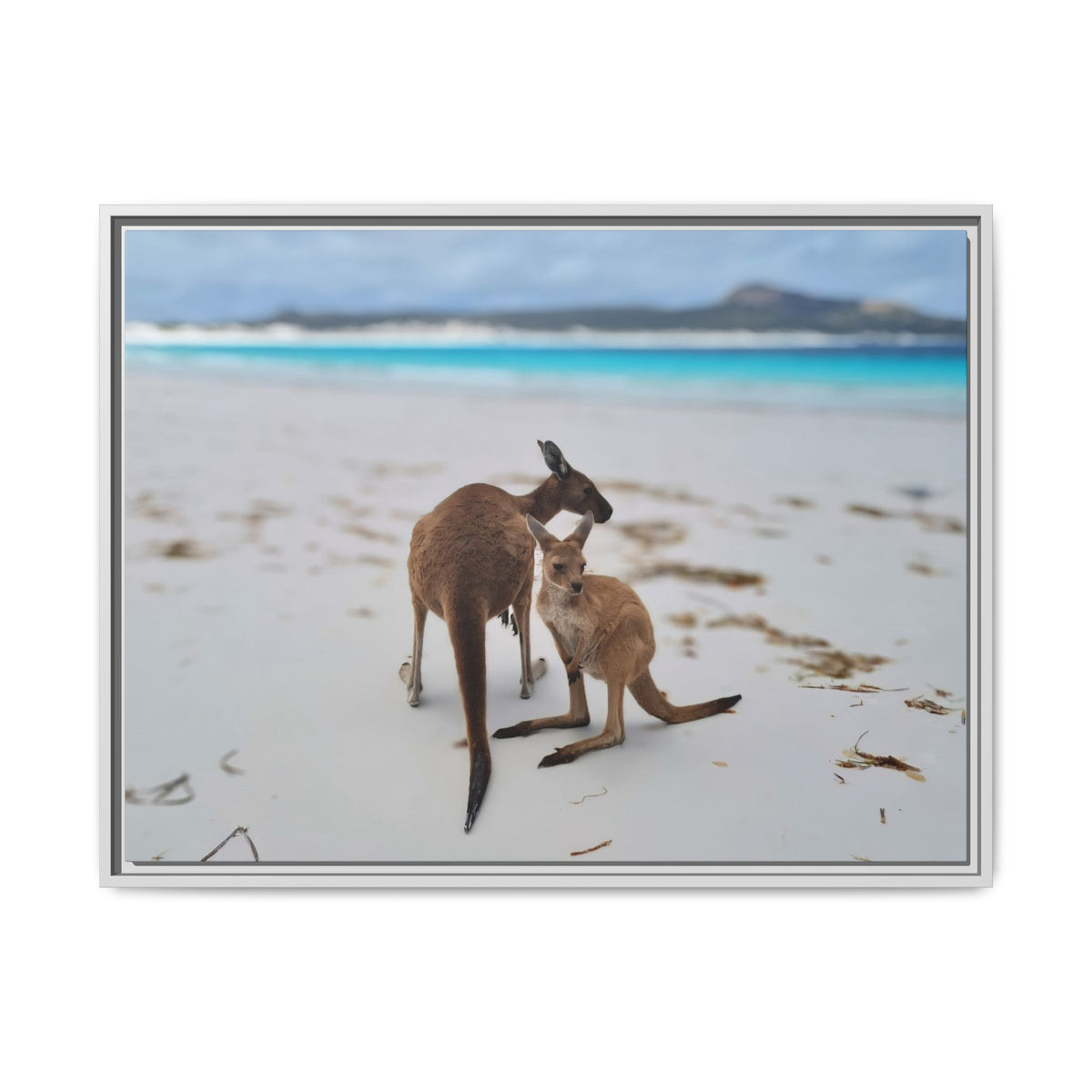 Kangaroo Beach Framed Canvas