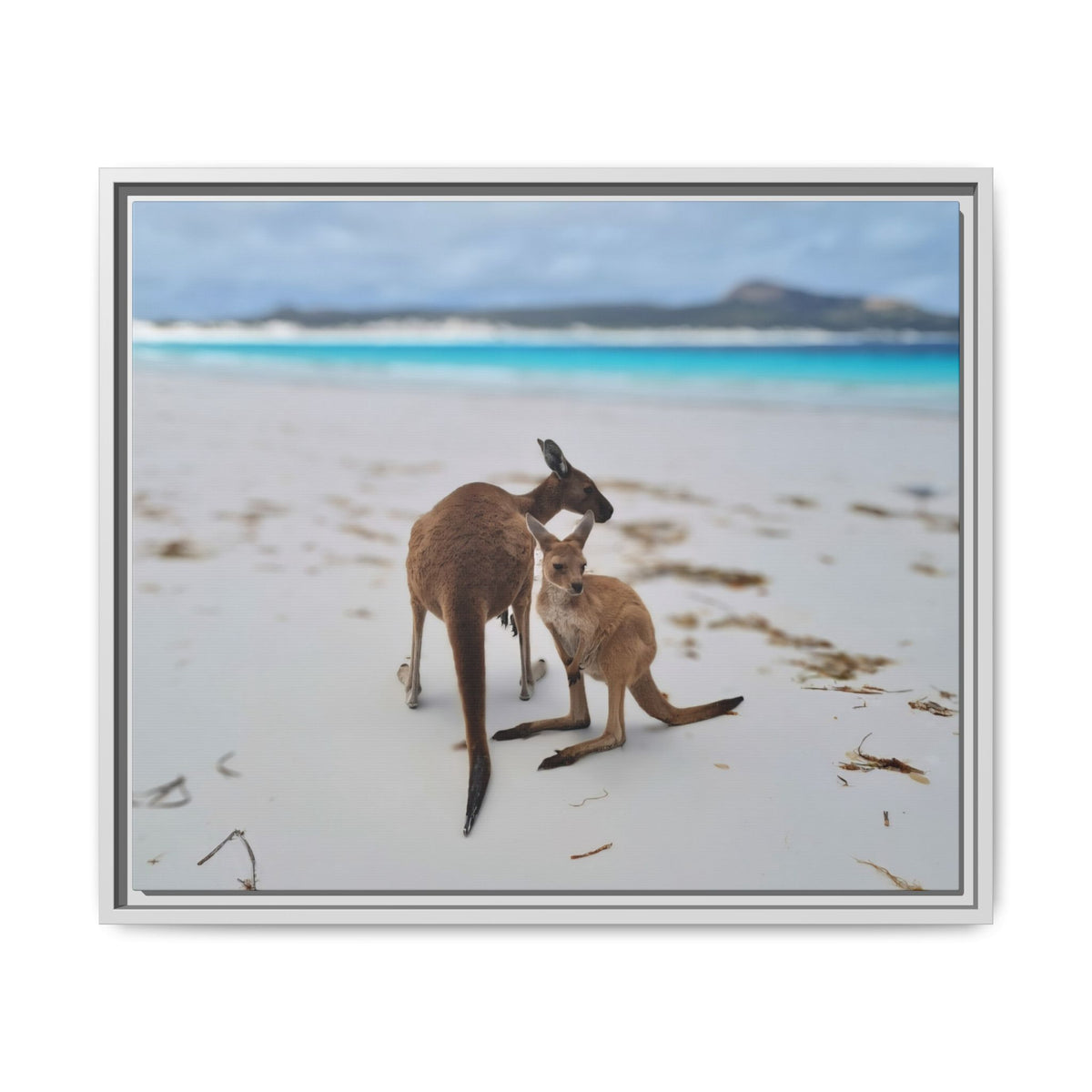 Kangaroo Beach Framed Canvas