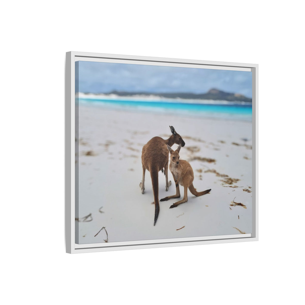 Kangaroo Beach Framed Canvas