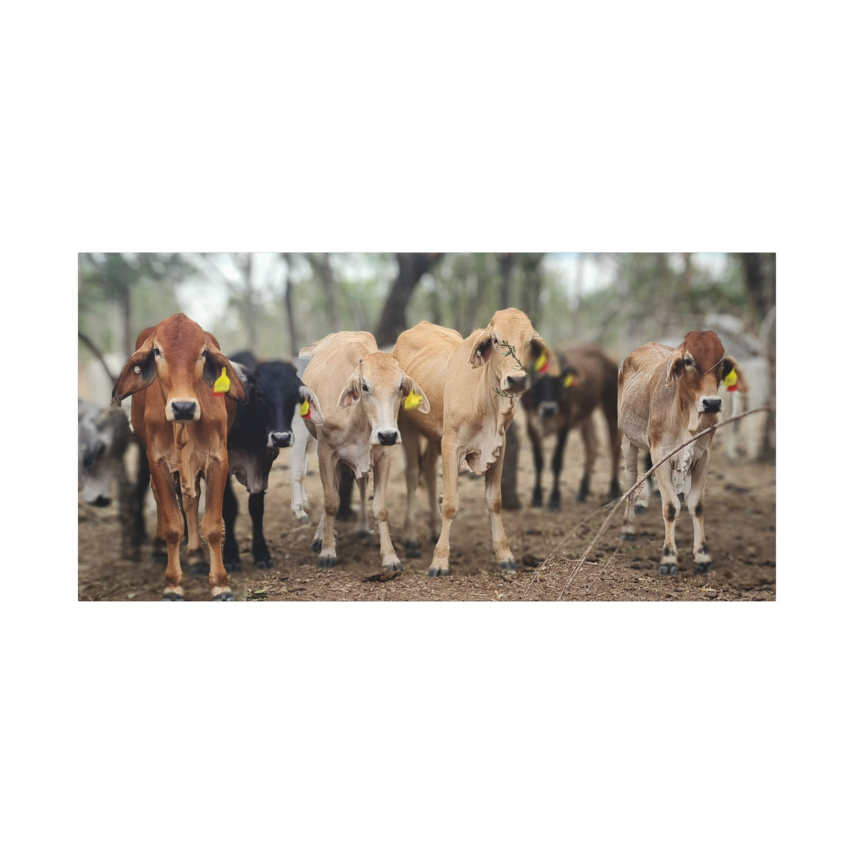 Potty Calf Muster Canvas