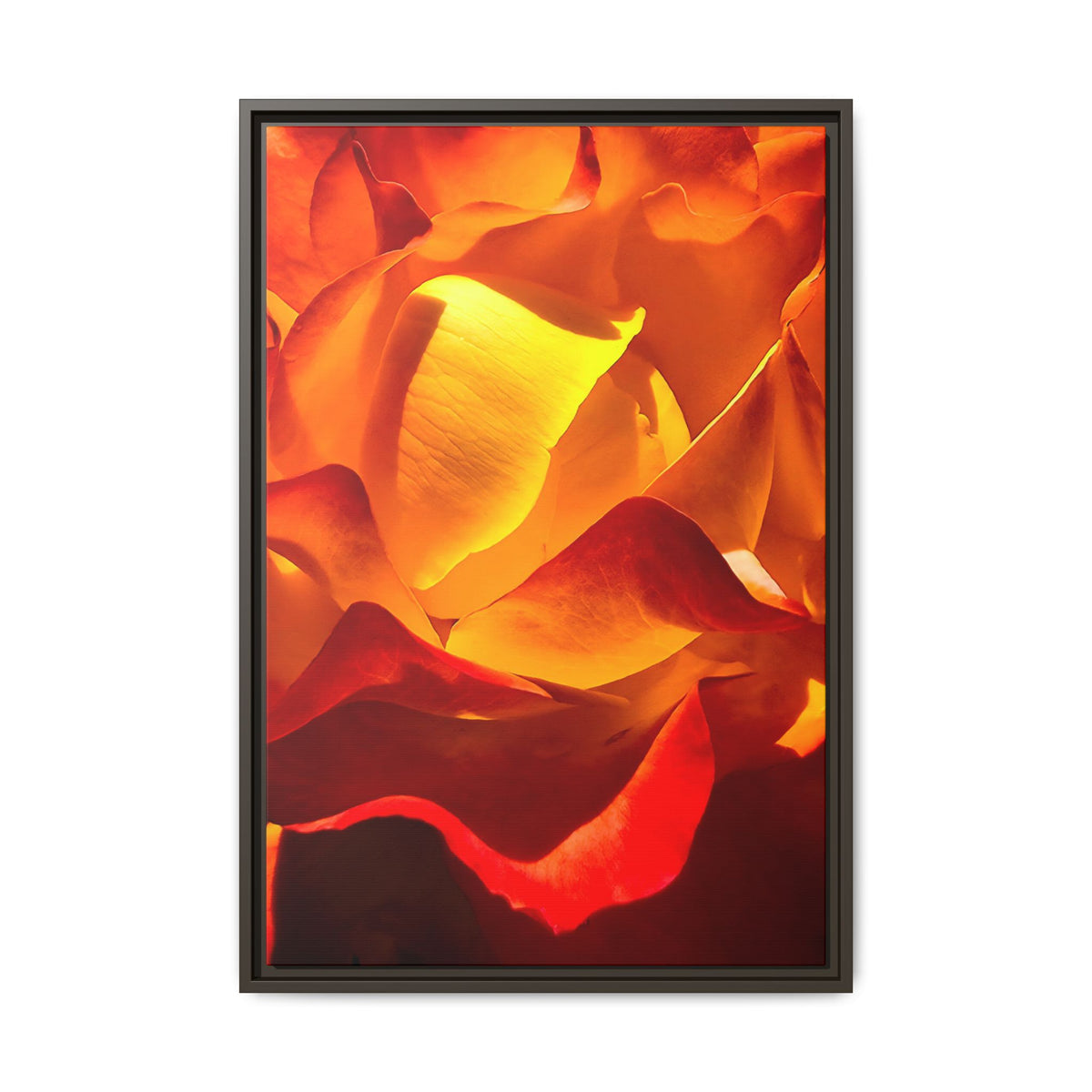 Tequila Sunrise Rose Framed Canvas