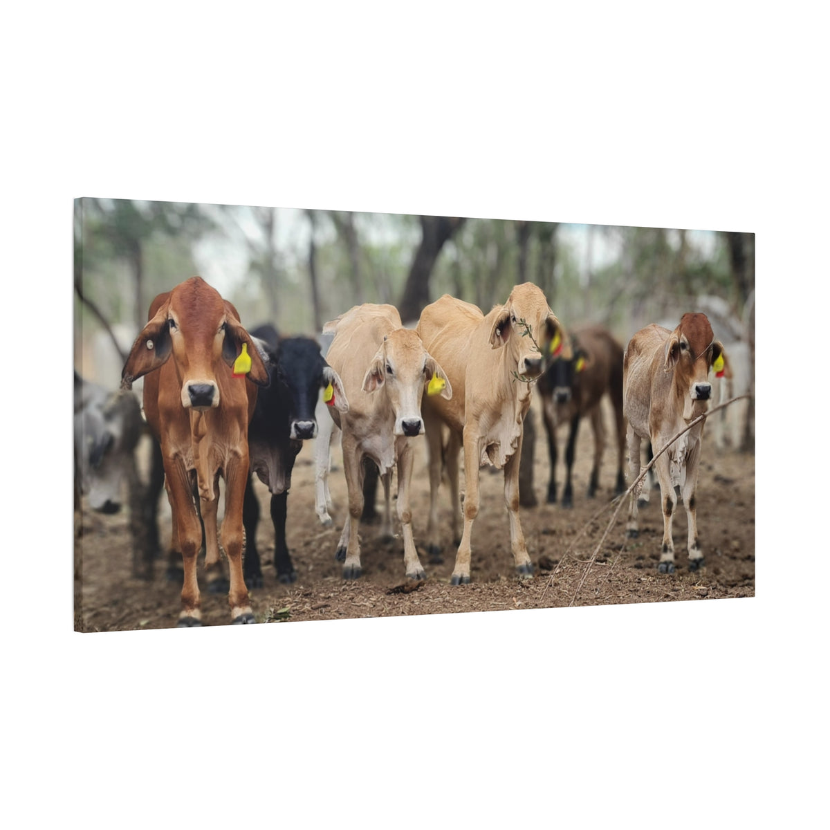Potty Calf Muster Canvas