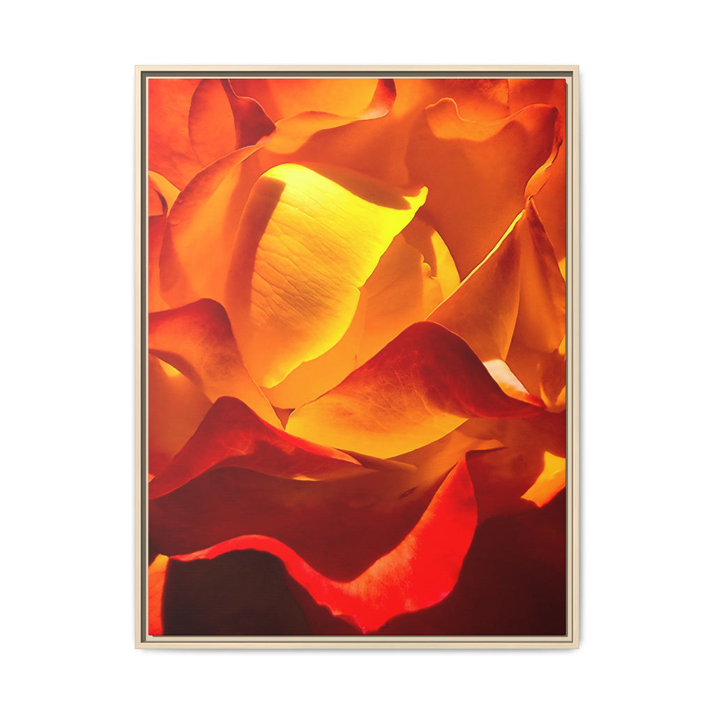 Tequila Sunrise Rose Framed Canvas