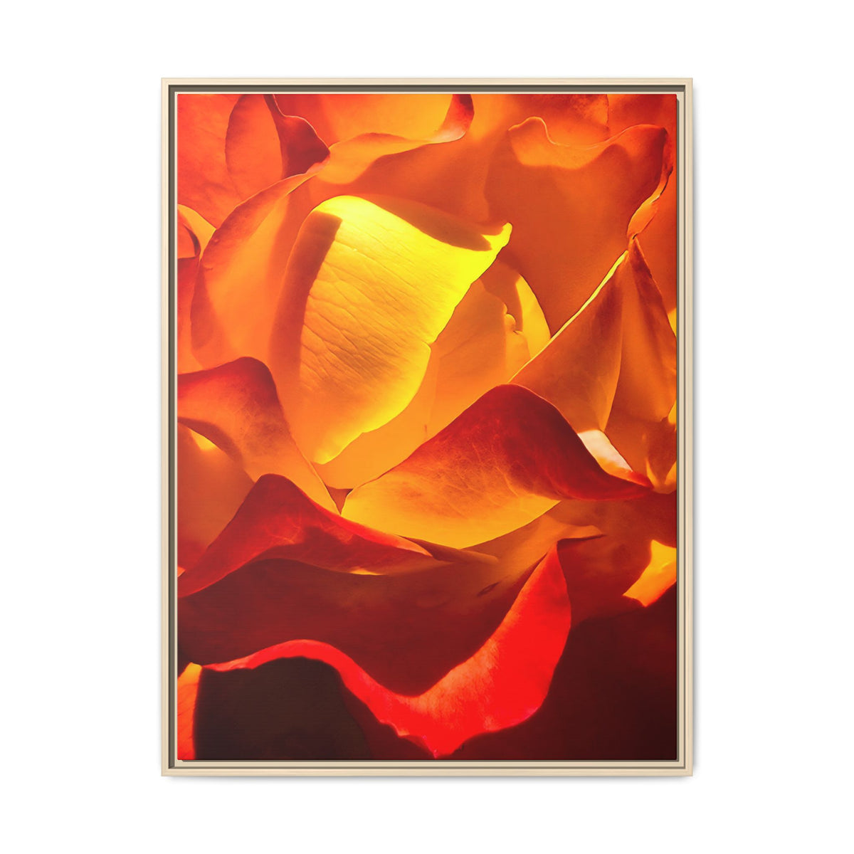 Tequila Sunrise Rose Framed Canvas